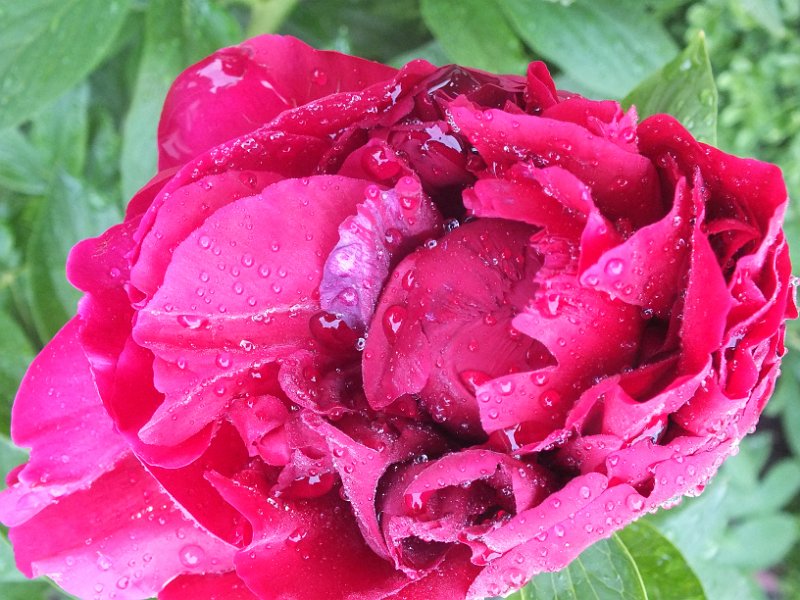 peony14 (16)